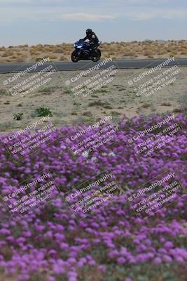 media/Jan-14-2023-SoCal Trackdays (Sat) [[497694156f]]/Turn 14 Exit Bloomig (145pm)/